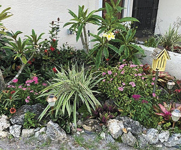 Garden Club of Cape Coral | Create a beautiful, low maintenance cottage garden with self-seeding plants